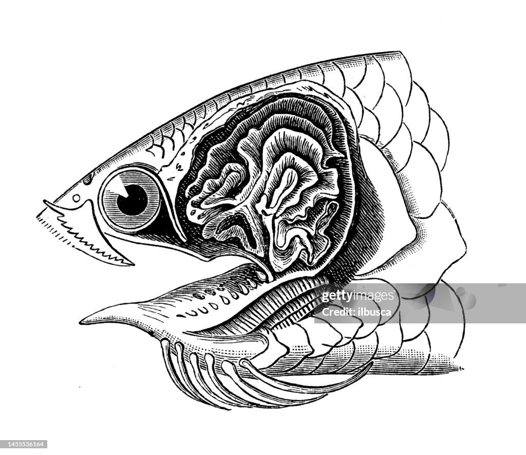 Antique biology zoology image: Anabas scandens