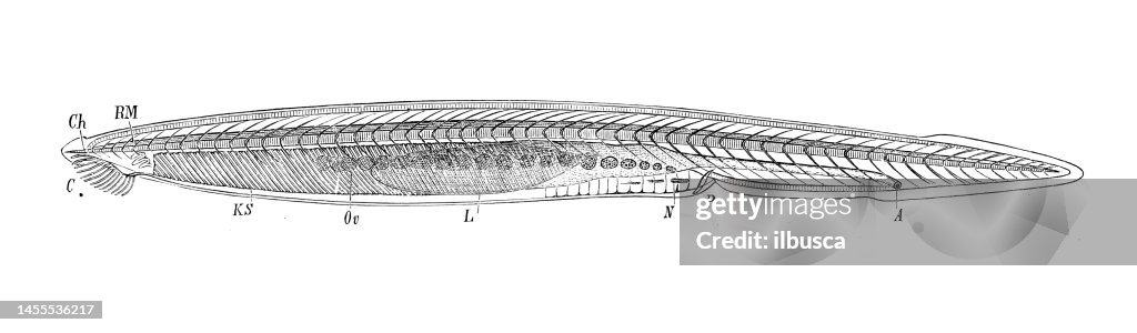 Antique biology zoology image: Amphioxus lanceolatus