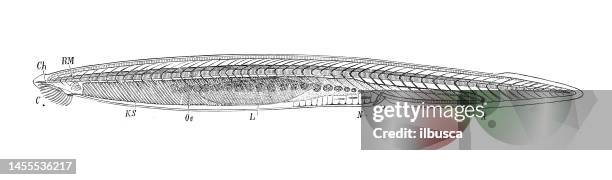 antique biology zoology image: amphioxus lanceolatus - cephalochordate stock illustrations