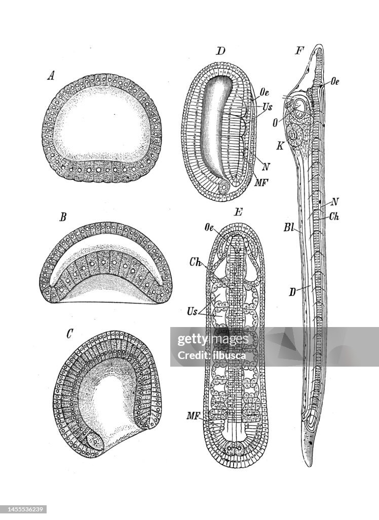 Antique biology zoology image: Amphioxus lanceolatus