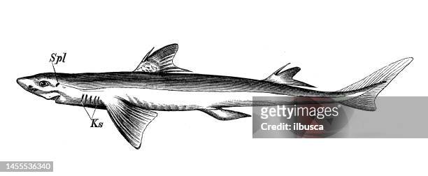 antique biology zoology image: acanthias vulgaris, dogfish - dogfish stock illustrations