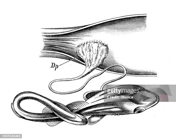 antike biologie zoologie bild: mustelus laevis, plazenta - animal uterus stock-grafiken, -clipart, -cartoons und -symbole