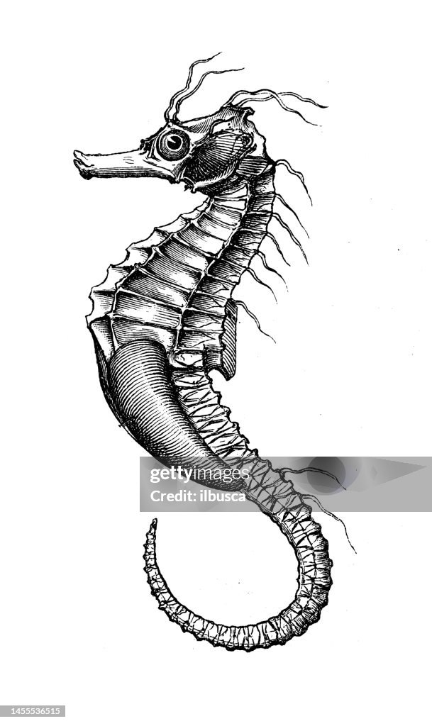 Antike Biologie Zoologie Bild: Hippocampus, Seepferdchen