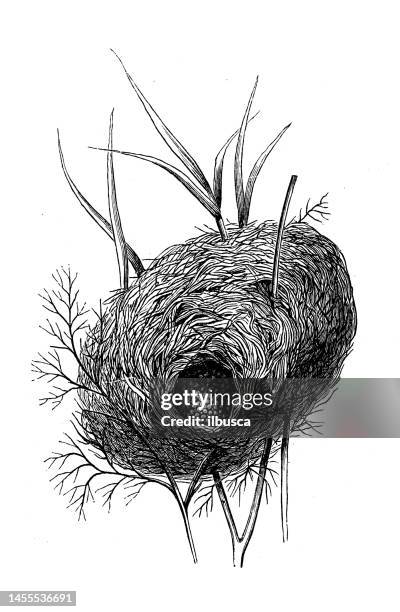 antique biology zoology image: gasterosteus pungitius nest - pungitius pungitius stock illustrations