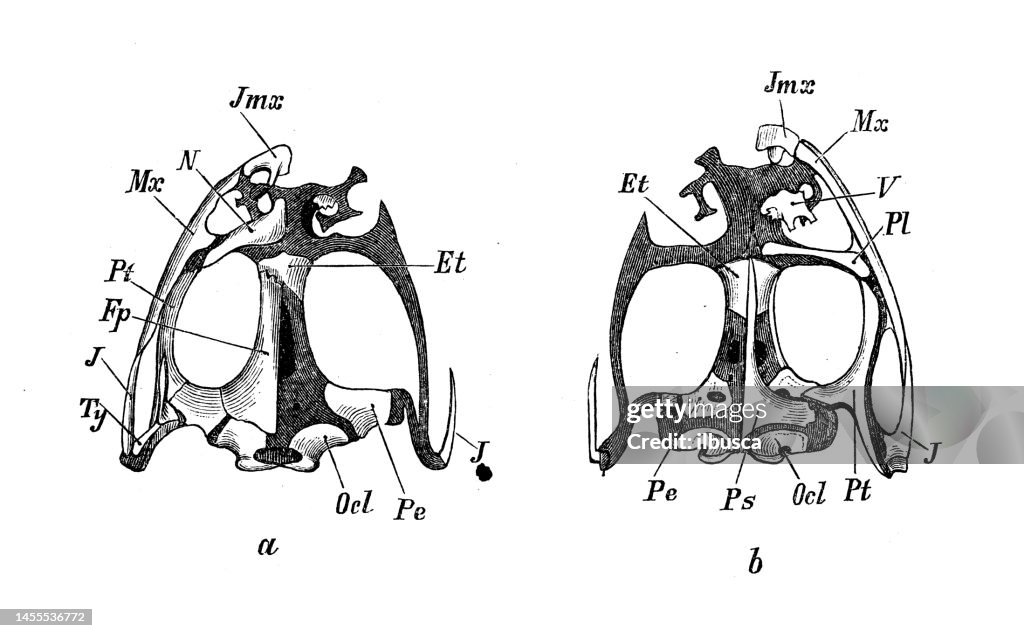 Antique biology zoology image: Rana esculenta, skull