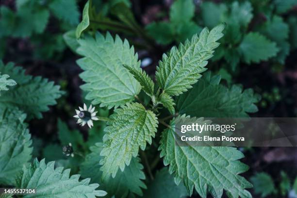 full frame stinging nettle background - brennessel stock-fotos und bilder