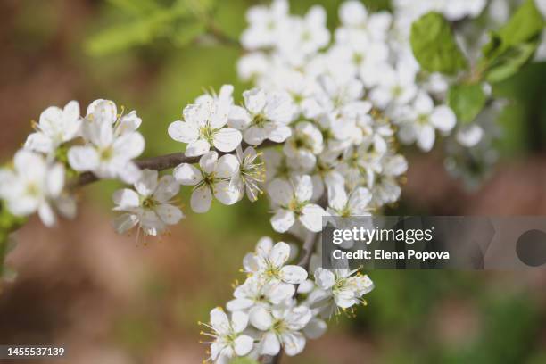 blossom apple tree branches against blurred nature background, selective focus, full frame - apfelbaum blüte stock-fotos und bilder