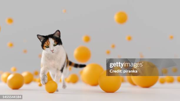 cat playing - mongrel cat stock pictures, royalty-free photos & images