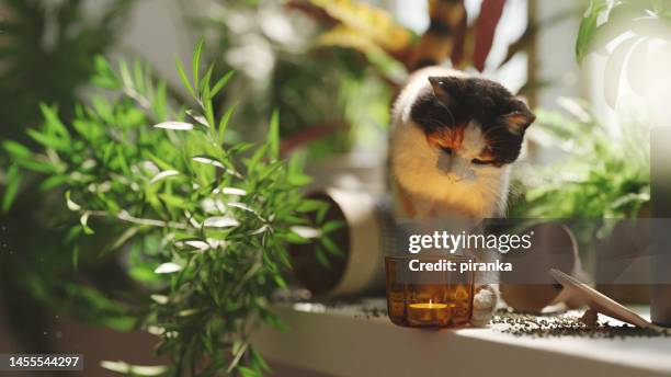 cat pushing the glass off the shelf - broken vase stock pictures, royalty-free photos & images