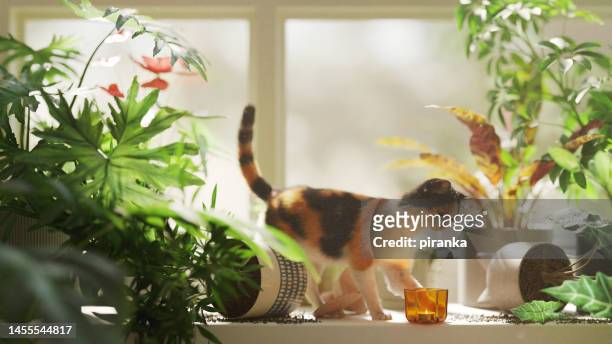 cat pushing the glass off the shelf - cats playing stockfoto's en -beelden