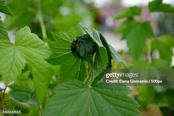 currant leaves curl,pests on leaves in the garden - rode bes stockfoto's en -beelden