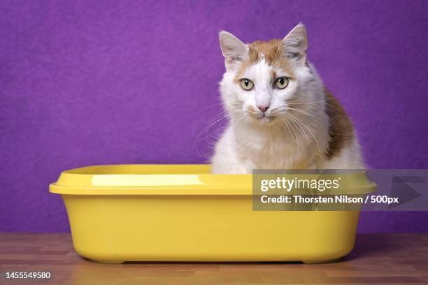 cute tabby cat sitting in a open litter box and looking funny to the camera,germany - cat litter stock pictures, royalty-free photos & images