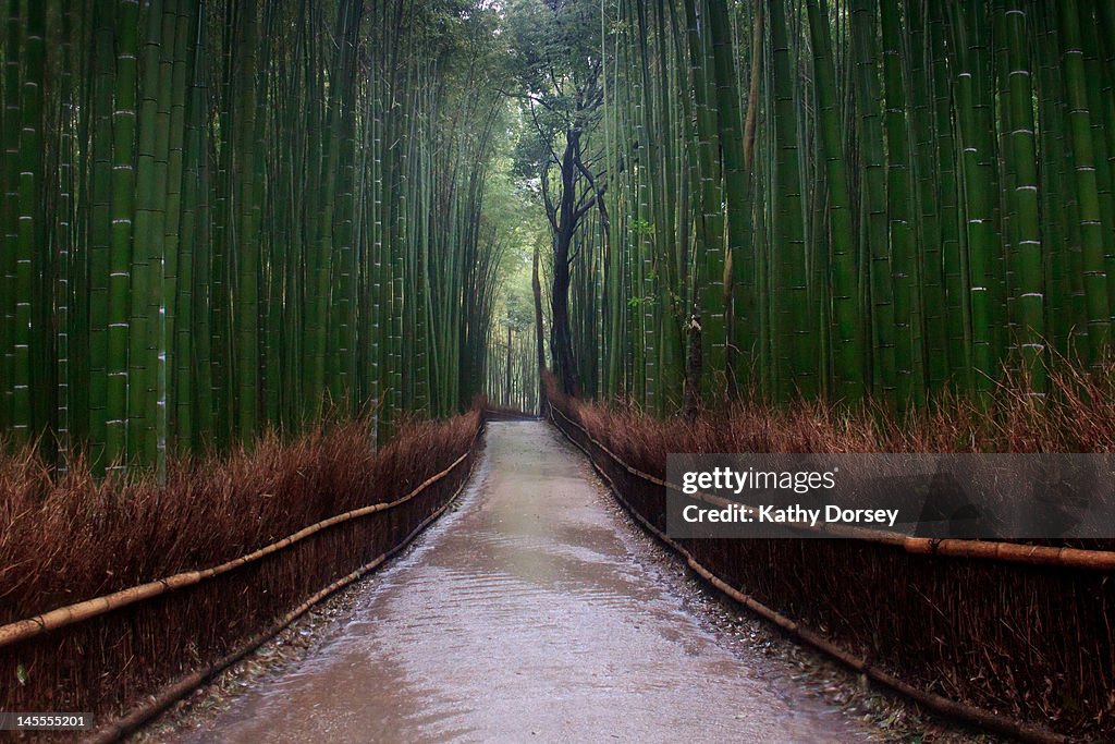 Bamboo walk