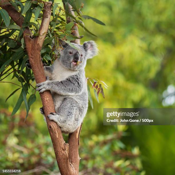 3,342 Arboreal Animals Photos and Premium High Res Pictures - Getty Images 3,342 Arboreal Animals Photos and Premium High Res Pictures - Getty Images