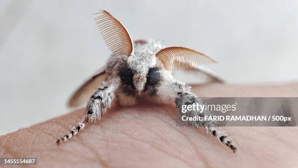 close-up of hand holding insect - motte stock-fotos und bilder