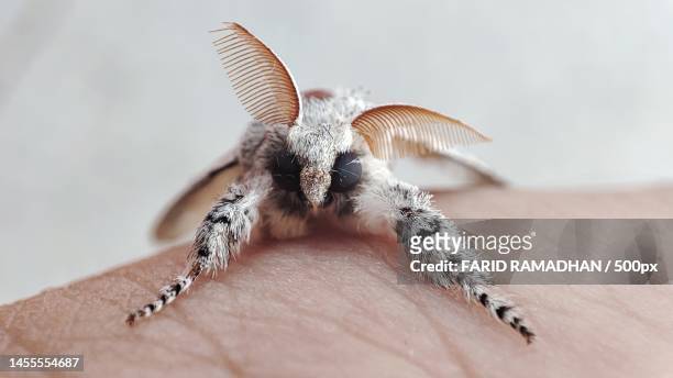 close-up of hand holding insect - moth stock pictures, royalty-free photos & images