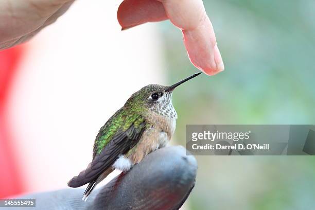 juvenile hummingbird rescue - calliope hummingbird stock pictures, royalty-free photos & images