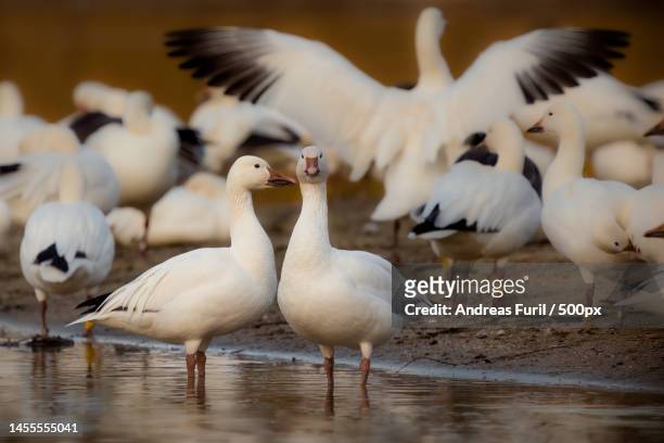 close-up of birds perching on lake,neuss,germany - vogelschwarm stock-fotos und bilder