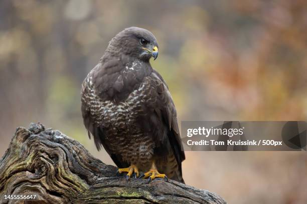 common buzzard sitting on a branch,espelo,kp holten,netherlands - hawks stock pictures, royalty-free photos & images