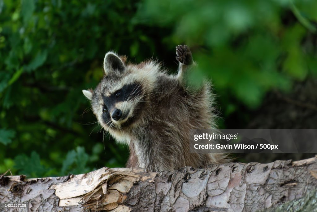 Close-up of lemur on tree,United Kingdom,UK