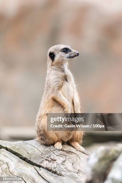 3,254 Desert Animals Cute Photos and Premium High Res Pictures - Getty Images 3,254 Desert Animals Cute Photos and Premium High Res Pictures - Getty Images