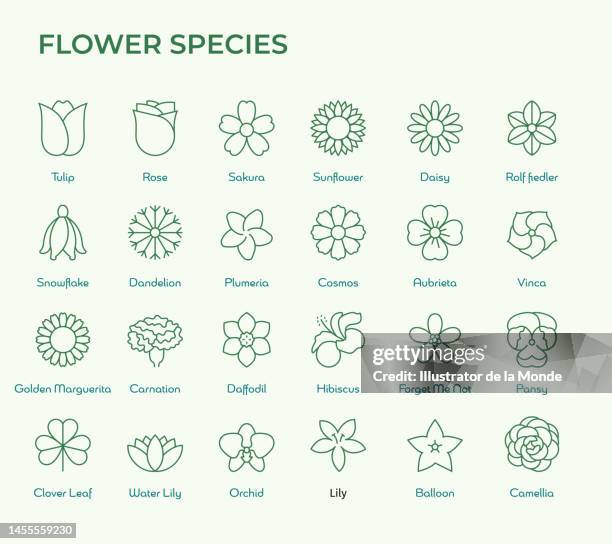ilustrações, clipart, desenhos animados e ícones de ícones de espécies de flores, como tulipa, rosa, margarida, lírio, orquídea e assim por diante. - carnation flower