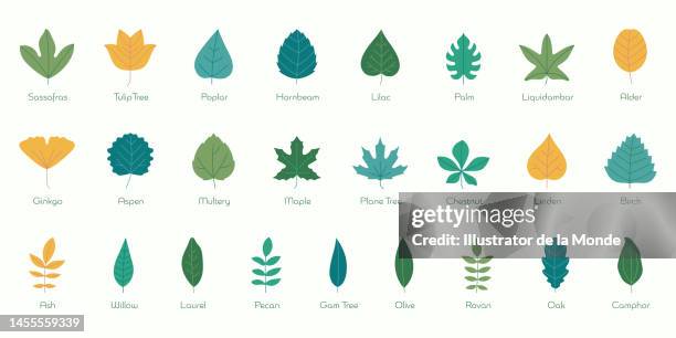 ilustraciones, imágenes clip art, dibujos animados e iconos de stock de iconos planos de especies de hojas - oak leaf