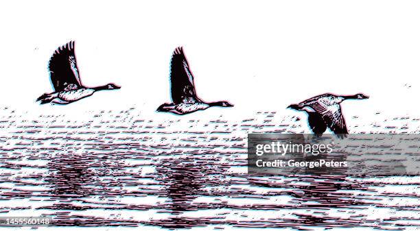 canada geese taking off from lake with glitch technique - geese flying formation stock illustrations