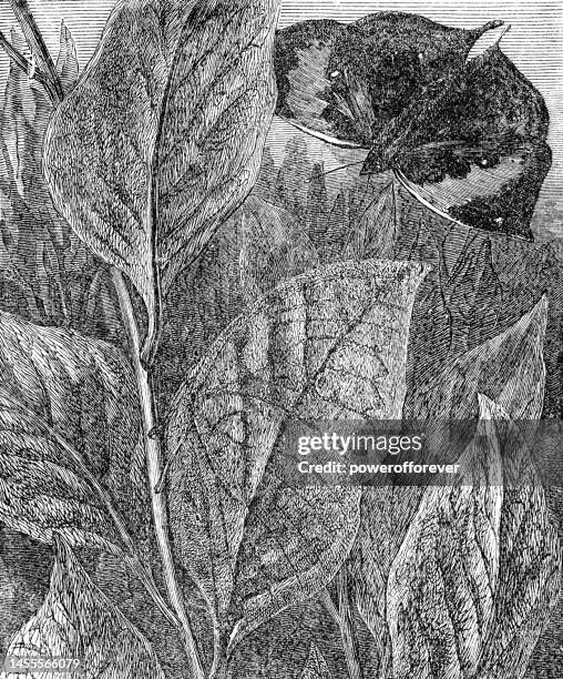 in indonesia - 19th century - dead leaf moth stock illustrations