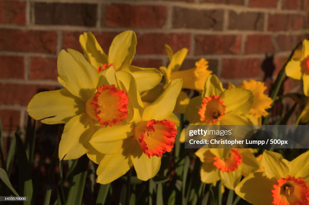 Close-up of yellow daffodil flowers,Red Oak,North Carolina,United States,USA