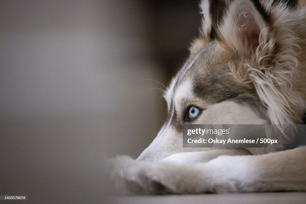 Close-up of sled siberian husky lying down,Indiana,Morocco