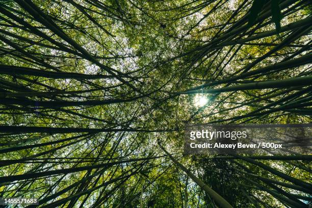 low angle view of trees in forest,the huntington library,san marino - la italia stock pictures, royalty-free photos & images