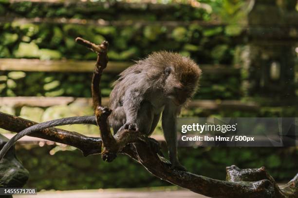313 Java Macaque Monkey Stock Photos, High-Res Pictures, and Images ...