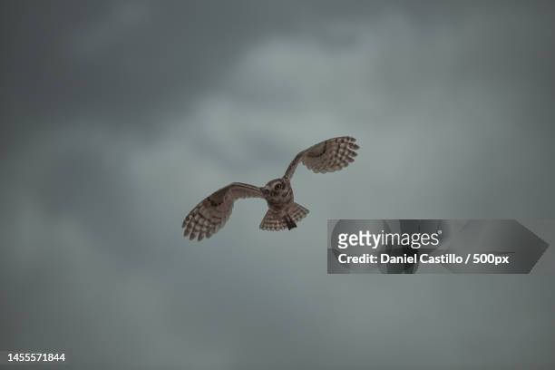 low angle view of owl flying against sky,mendoza,argentina - great grey owl stock pictures, royalty-free photos & images