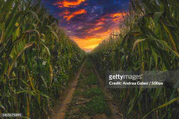 scenic view of agricultural field against sky during sunset,free municipal consortium of ragusa,italy - corn maze imagens e fotografias de stock