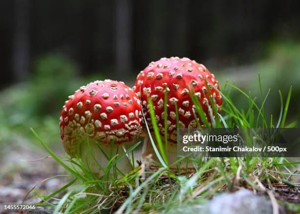 close-up of fly agaric mushroom on field,bulgaria - close up of mushroom growing outdoors stock-fotos und bilder