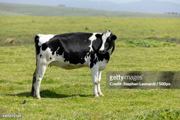 side view of cow standing on grassy field,sacramento,california,united states,usa - vache noire et blanche photos et images de collection