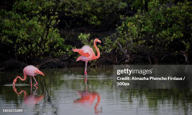 the greater flamingo,subang,indonesia - greater flamingo stock-fotos und bilder