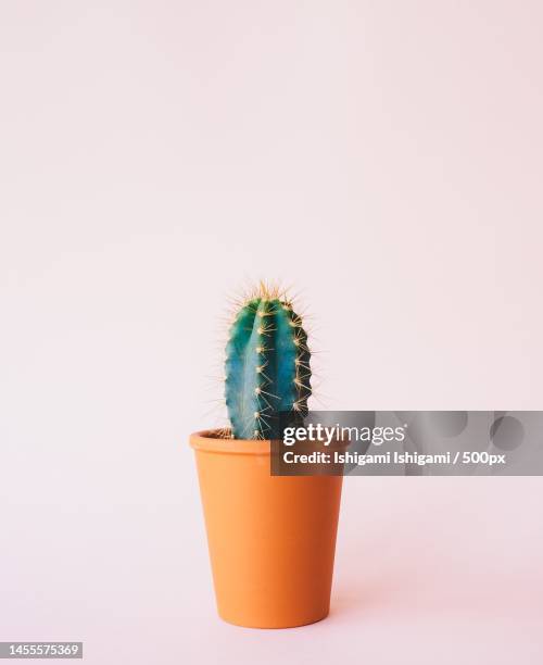 close-up of cactus against pink background - cactus pot stock pictures, royalty-free photos & images