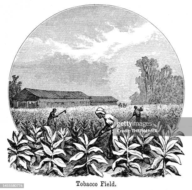 tobacco plantation engraving 1882 - tobacco workers stock illustrations