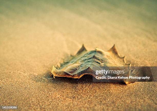 remains of crab shell - lewes delaware - fotografias e filmes do acervo