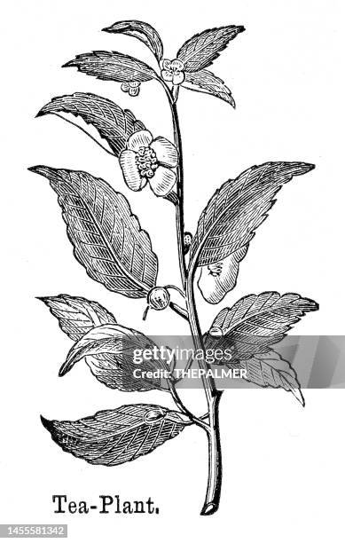 ilustrações de stock, clip art, desenhos animados e ícones de tea plant engraving 1882 - chá colheita