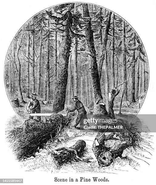 scene in a pine woods engraving 1882 - lumberjack stock illustrations