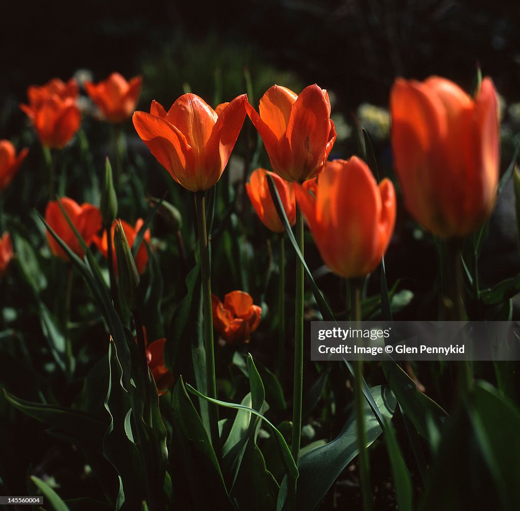Tulips spring