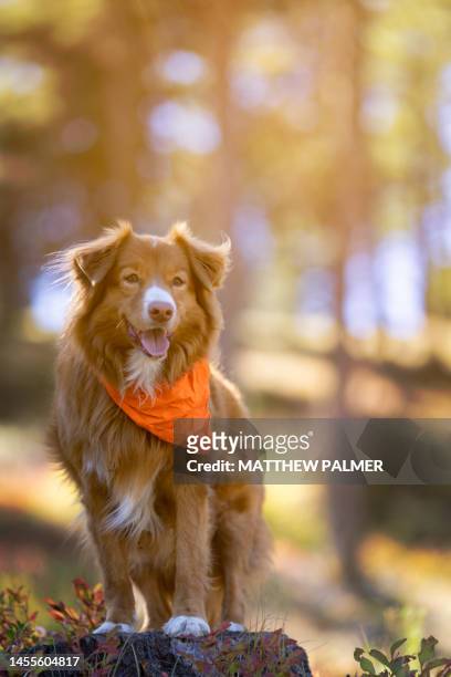 hunting dog - orange bandana stock pictures, royalty-free photos & images