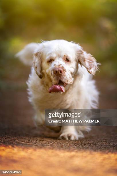 clumber spaniel running - perro de aguas fotografías e imágenes de stock