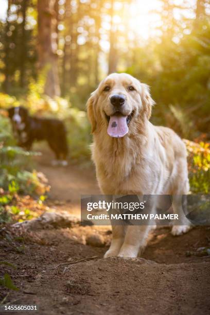 golden retriever in woods - golden retriever stock pictures, royalty-free photos & images