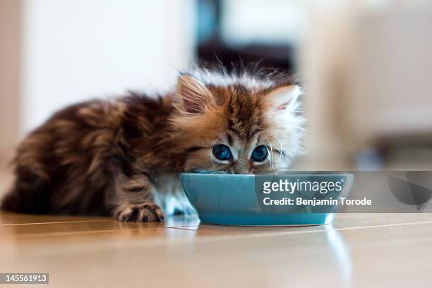 young kitten eating from blue bowl - kitten stock pictures, royalty-free photos & images