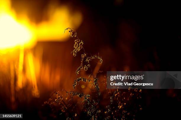 pyromania - arson stock pictures, royalty-free photos & images