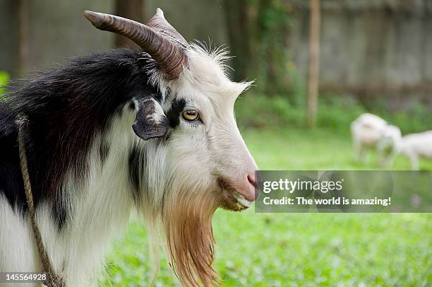 goat - negros occidental stock pictures, royalty-free photos & images